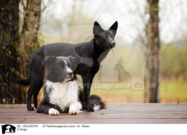 2 dogs / AG-02579