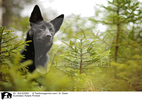 Australian Kelpie Portrait / Australian Kelpie Portrait / AG-02580