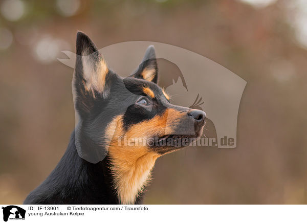 junger Australian Kelpie / young Australian Kelpie / IF-13901