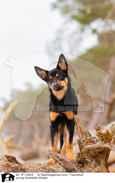 junger Australian Kelpie / young Australian Kelpie / IF-13903
