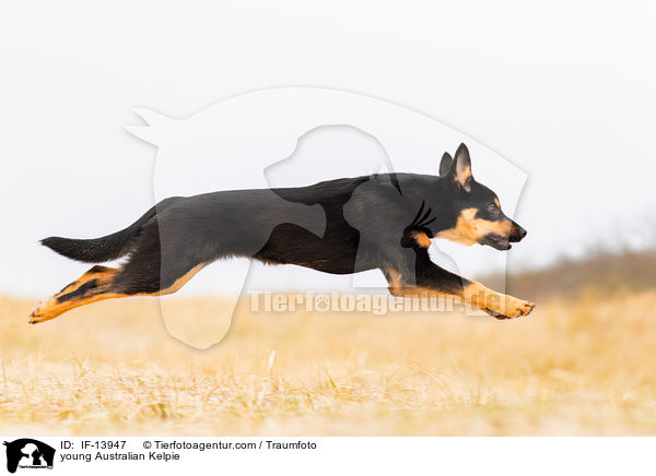 junger Australian Kelpie / young Australian Kelpie / IF-13947