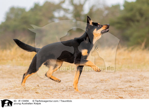 junger Australian Kelpie / young Australian Kelpie / IF-13956