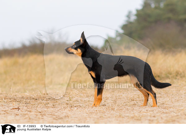 junger Australian Kelpie / young Australian Kelpie / IF-13993