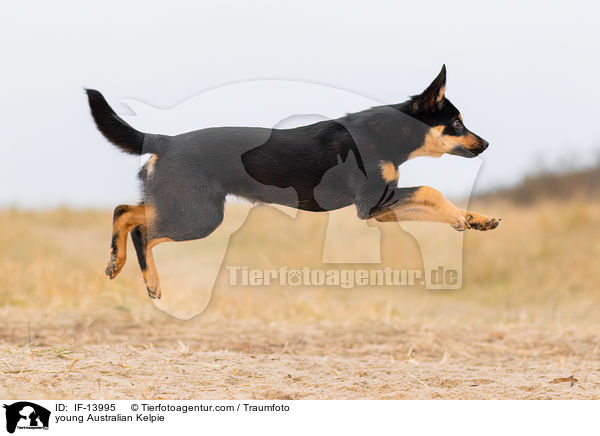 junger Australian Kelpie / young Australian Kelpie / IF-13995