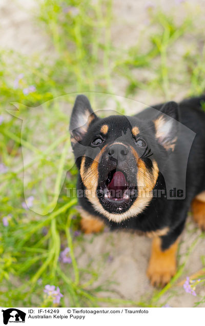 Australian Kelpie Welpe / Australian Kelpie Puppy / IF-14249