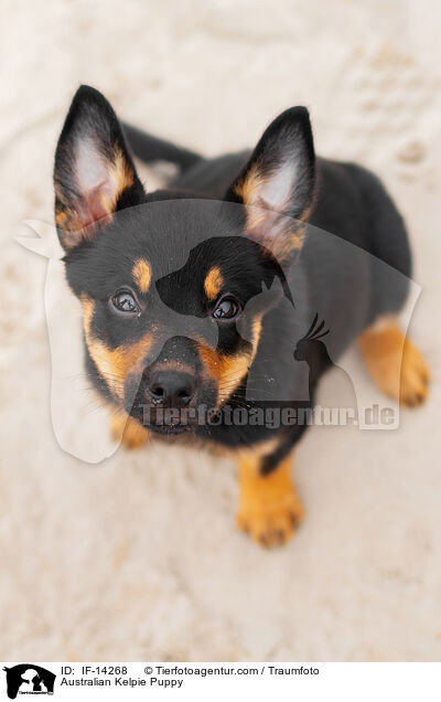 Australian Kelpie Welpe / Australian Kelpie Puppy / IF-14268