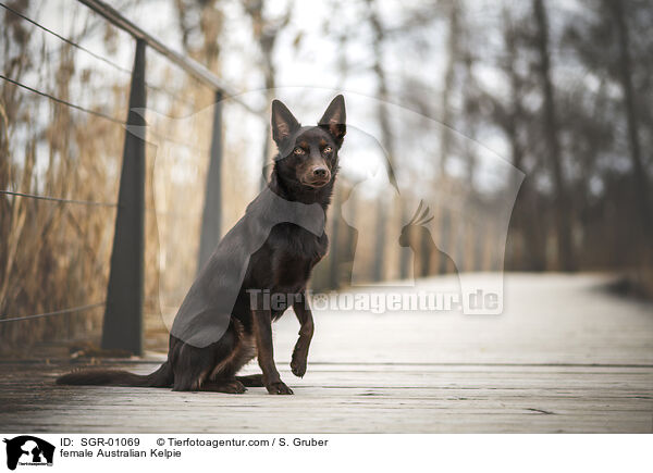 Australian Kelpie Hndin / female Australian Kelpie / SGR-01069