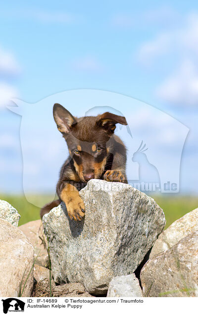 Australian Kelpie Welpe / Australian Kelpie Puppy / IF-14689