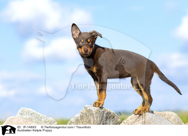 Australian Kelpie Welpe / Australian Kelpie Puppy / IF-14693