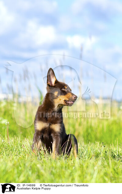 Australian Kelpie Welpe / Australian Kelpie Puppy / IF-14699