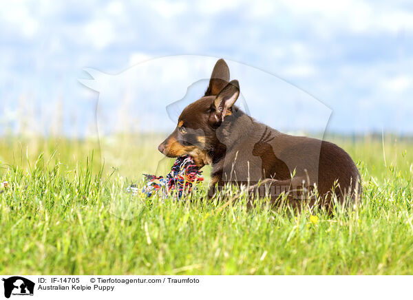 Australian Kelpie Welpe / Australian Kelpie Puppy / IF-14705