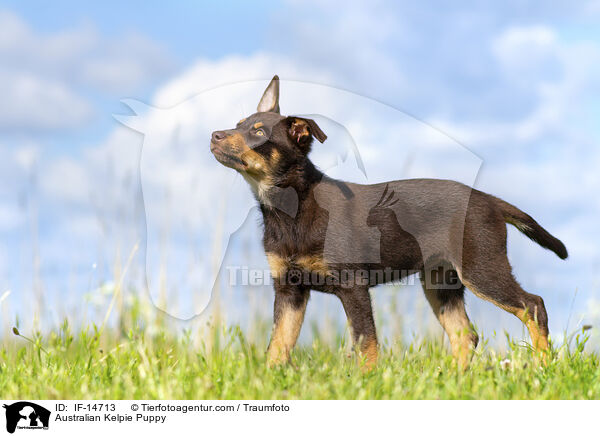 Australian Kelpie Puppy / IF-14713