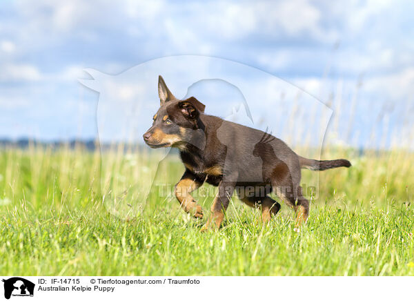 Australian Kelpie Puppy / IF-14715