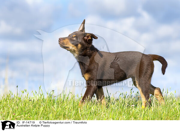 Australian Kelpie Puppy / IF-14719