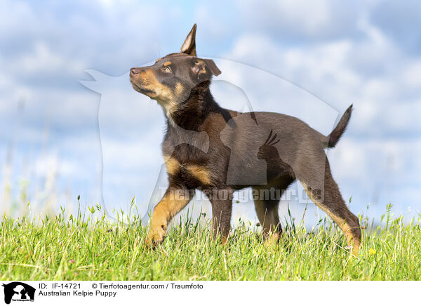 Australian Kelpie Puppy / IF-14721