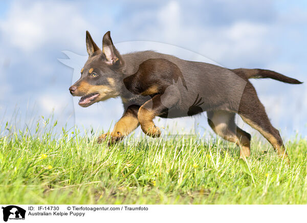Australian Kelpie Puppy / IF-14730