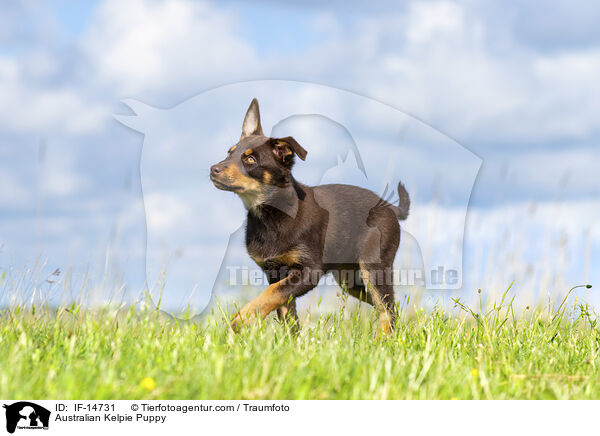 Australian Kelpie Welpe / Australian Kelpie Puppy / IF-14731