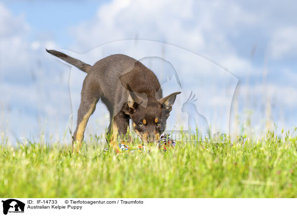 Australian Kelpie Puppy / IF-14733
