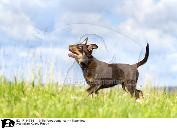 Australian Kelpie Puppy / IF-14734