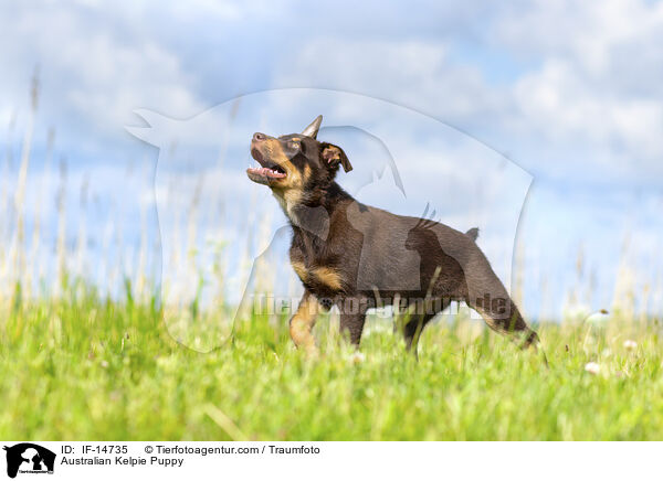 Australian Kelpie Puppy / IF-14735