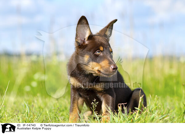 Australian Kelpie Welpe / Australian Kelpie Puppy / IF-14740