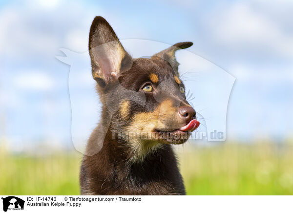 Australian Kelpie Welpe / Australian Kelpie Puppy / IF-14743