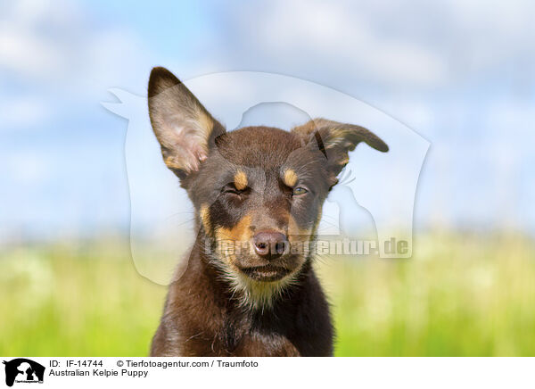 Australian Kelpie Welpe / Australian Kelpie Puppy / IF-14744