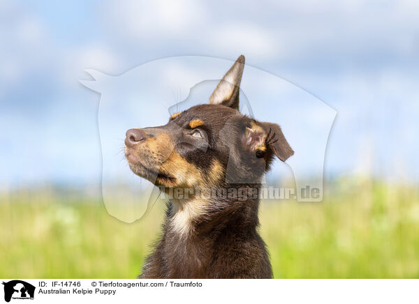 Australian Kelpie Welpe / Australian Kelpie Puppy / IF-14746