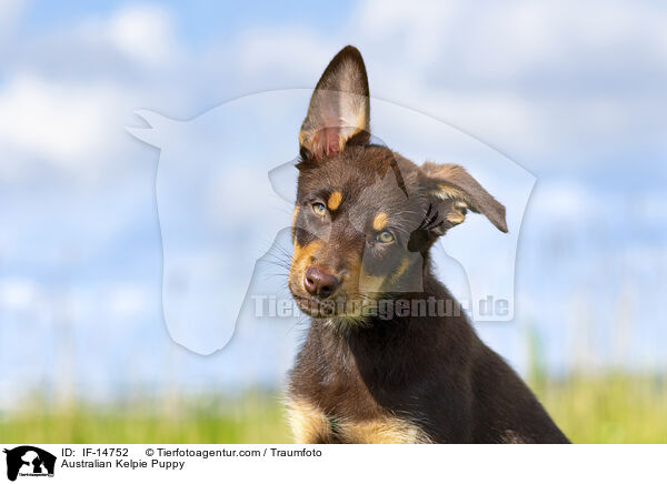 Australian Kelpie Puppy / IF-14752