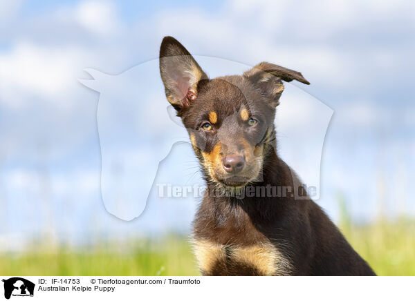 Australian Kelpie Puppy / IF-14753