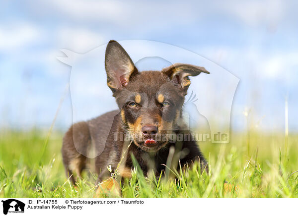Australian Kelpie Puppy / IF-14755