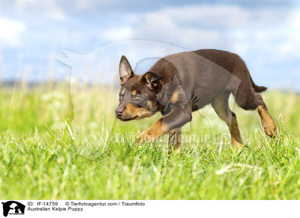 Australian Kelpie Puppy / IF-14759