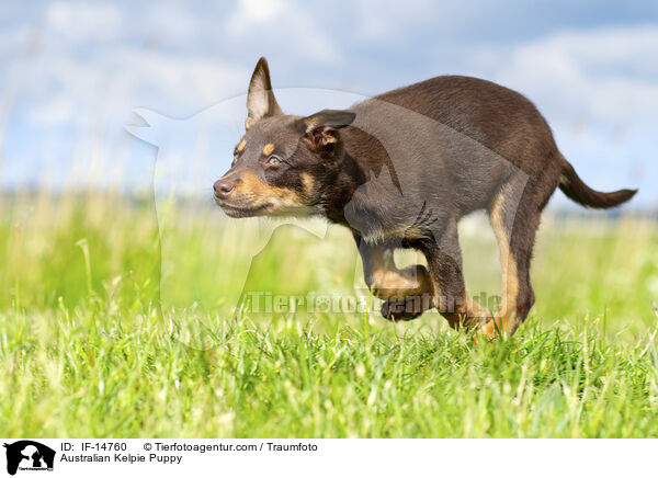 Australian Kelpie Puppy / IF-14760