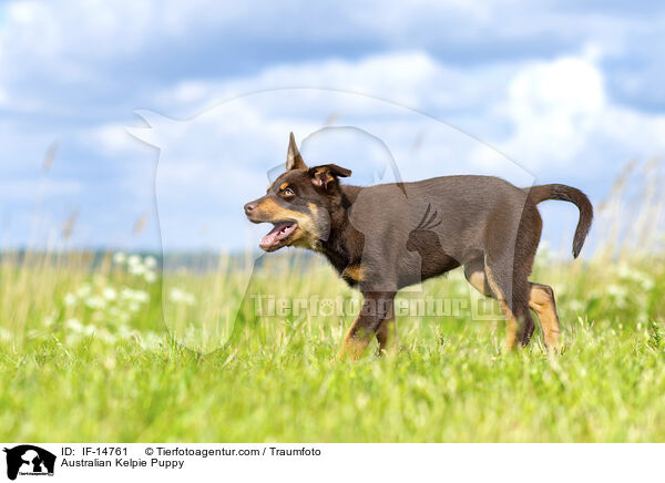 Australian Kelpie Puppy / IF-14761