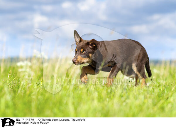 Australian Kelpie Puppy / IF-14770