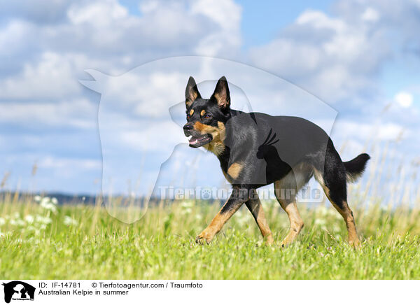 Australian Kelpie in summer / IF-14781
