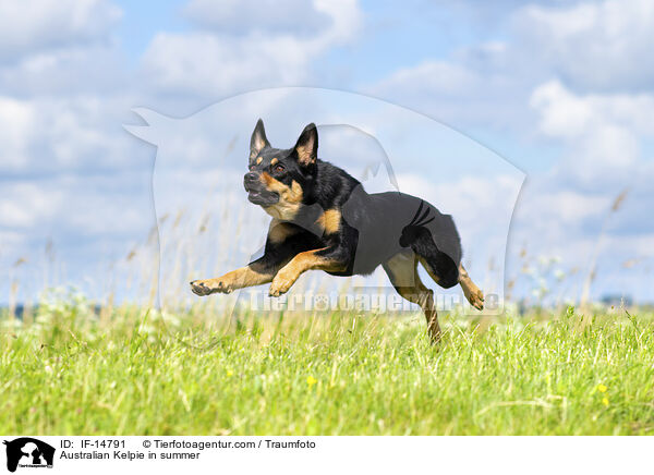 Australian Kelpie in summer / IF-14791