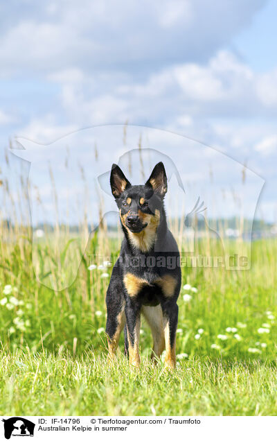 Australian Kelpie im Sommer / Australian Kelpie in summer / IF-14796