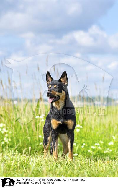 Australian Kelpie in summer / IF-14797