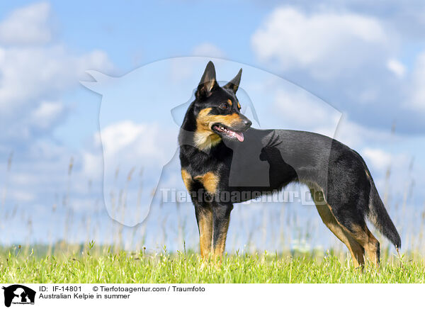 Australian Kelpie in summer / IF-14801