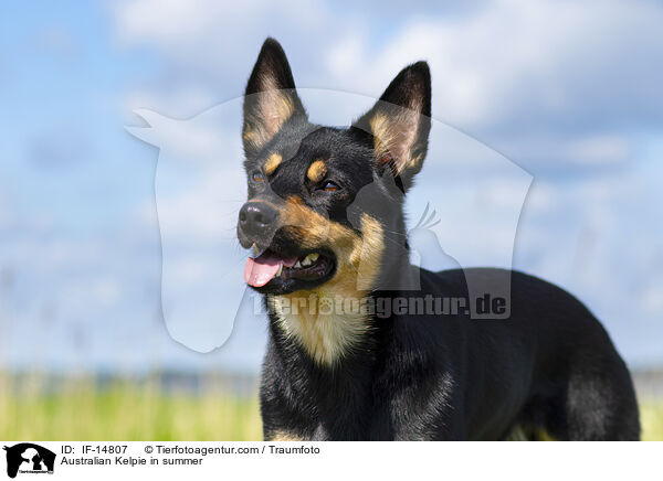 Australian Kelpie in summer / IF-14807