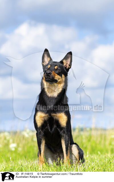Australian Kelpie im Sommer / Australian Kelpie in summer / IF-14815