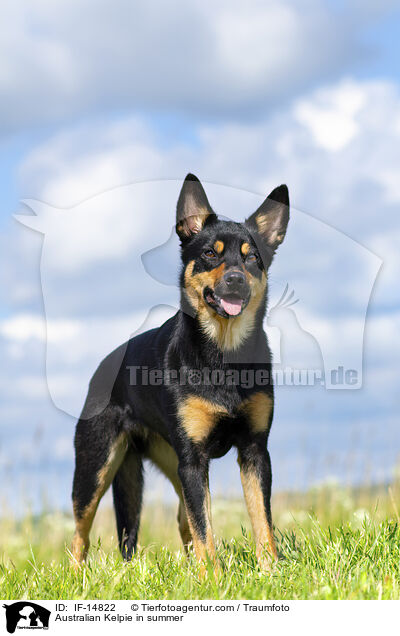 Australian Kelpie in summer / IF-14822