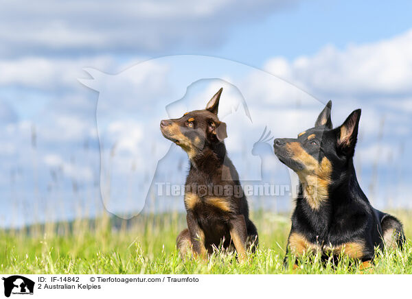2 Australian Kelpies / 2 Australian Kelpies / IF-14842