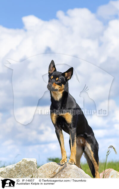 Australian Kelpie in summer / IF-14857