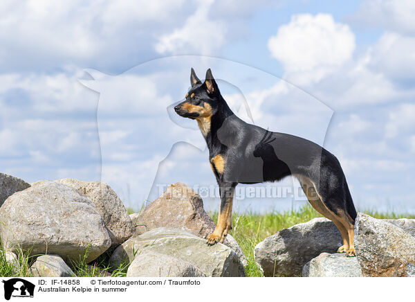 Australian Kelpie in summer / IF-14858