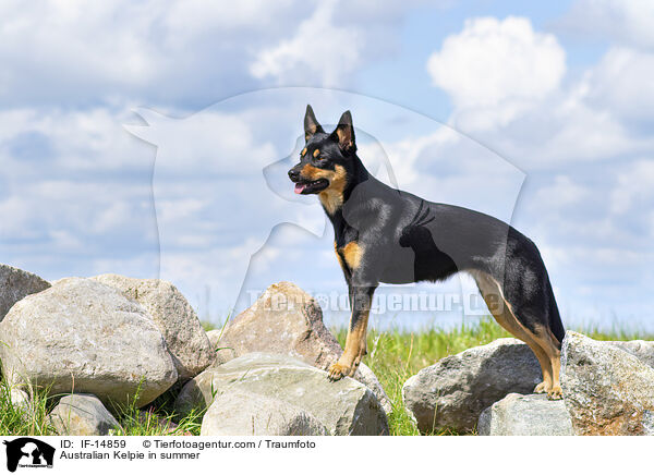 Australian Kelpie in summer / IF-14859