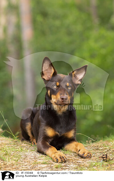 young Australian Kelpie / IF-15048