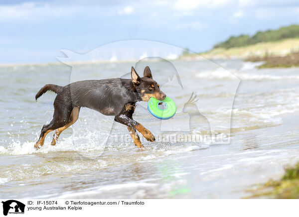 junger Australian Kelpie / young Australian Kelpie / IF-15074