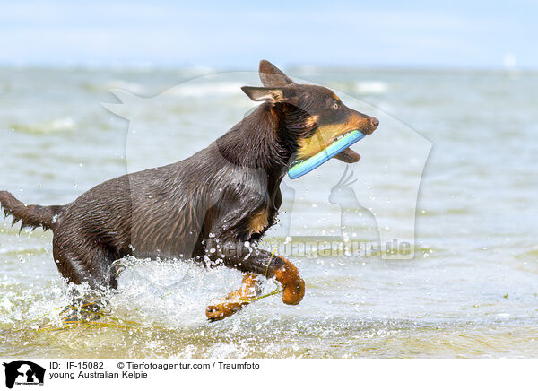 junger Australian Kelpie / young Australian Kelpie / IF-15082